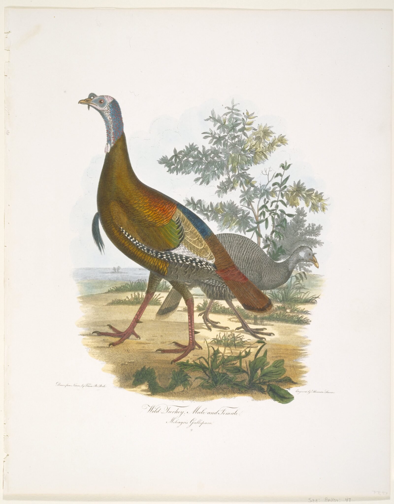 Free Printables: Vintage Turkey Art