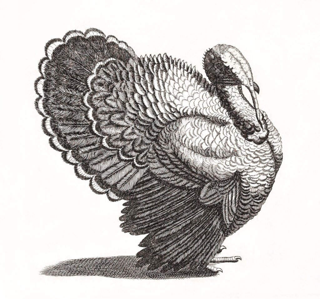 A Turkey by Johan Teyler.