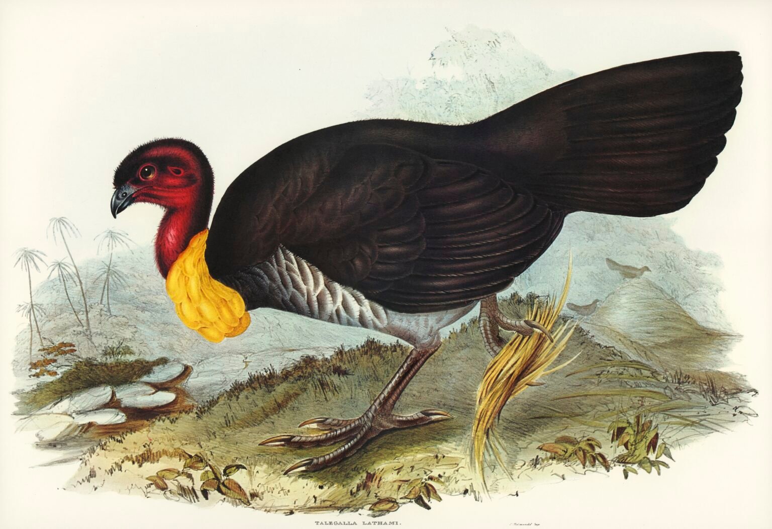 Free Printables: Vintage Turkey Art